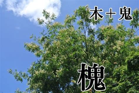 槐樹 意味|槐樹（かいじゅ）とは？ 意味・読み方・使い方をわかりやすく。